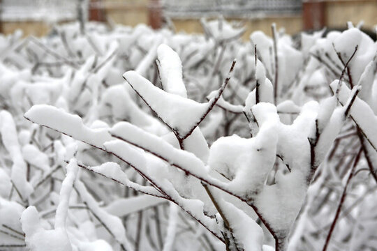 冰雪 樹(shù)林 白雪 枝頭