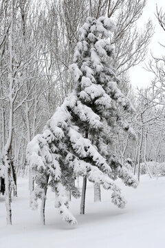 冰雪 樹林 白雪 枝頭