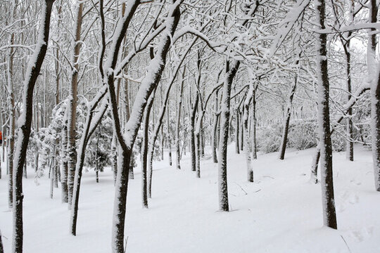 冰雪 樹林 雪景