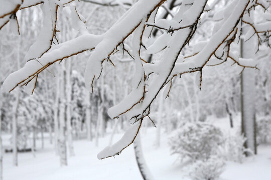 冰雪 樹林 白雪 枝頭