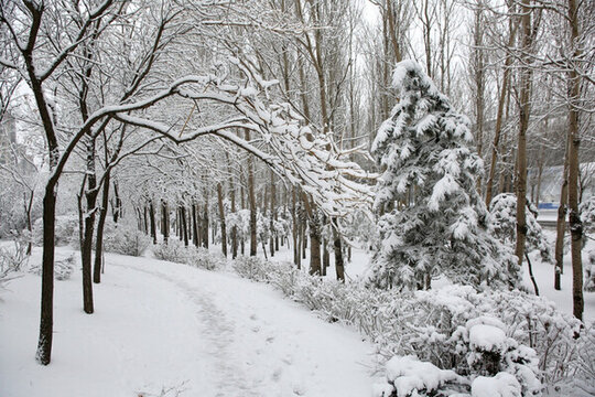 冰雪 樹林 雪景