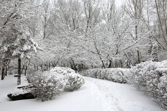 冰雪 樹林 雪景