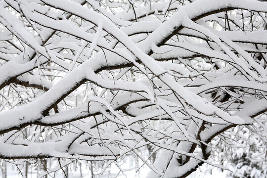 冰雪 樹林 白雪 枝頭
