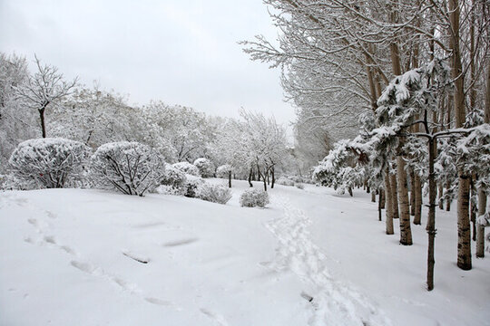 公園 樹林 雪景 冰雪