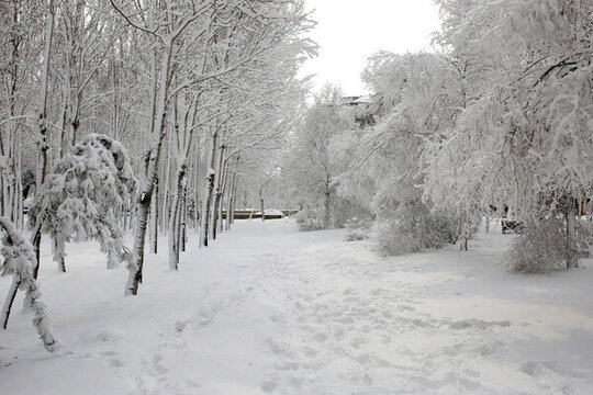 冰雪 樹(shù)林 霧凇 樹(shù)掛