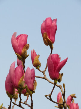 玉蘭花