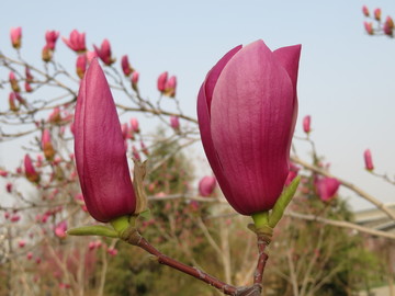 玉蘭花