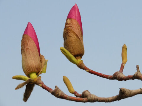 玉蘭花