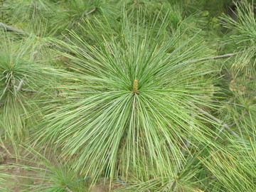 松樹(shù)葉