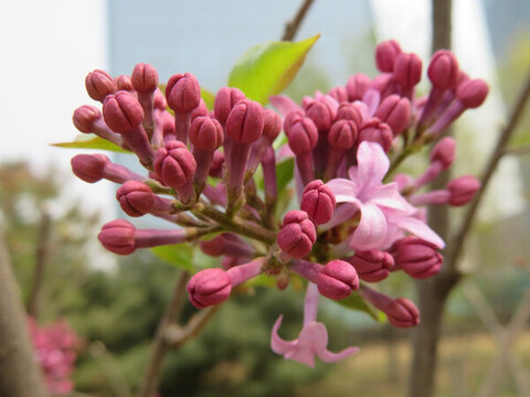 丁香花