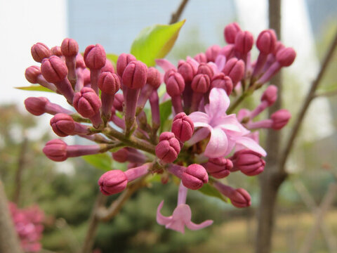 丁香花