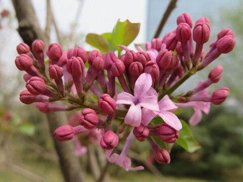 丁香花