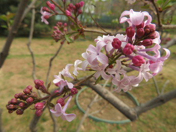丁香花