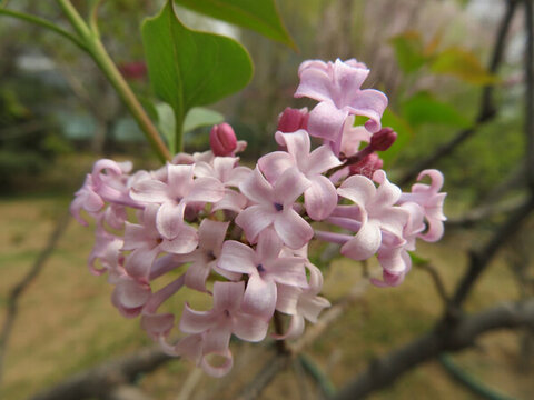 丁香花