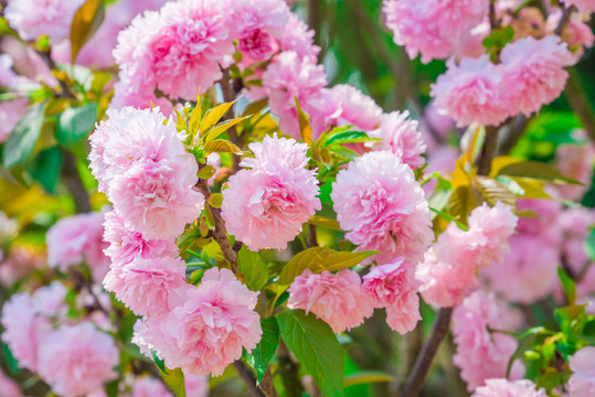 重瓣櫻花