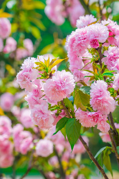 重瓣櫻花