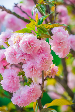 浪漫櫻花