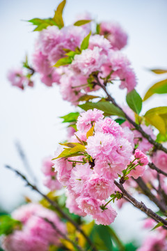浪漫櫻花