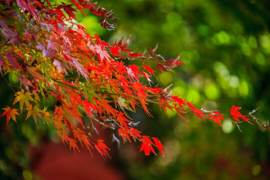 紅葉