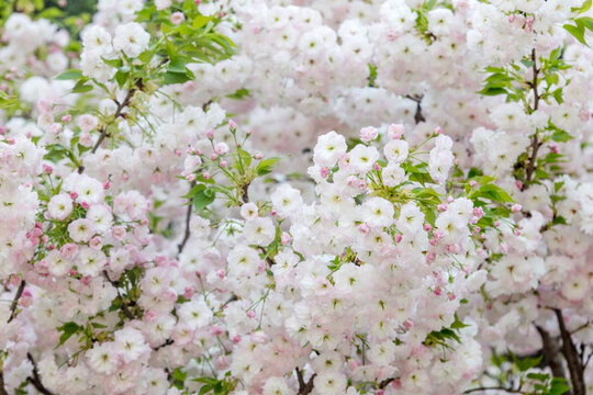 櫻花