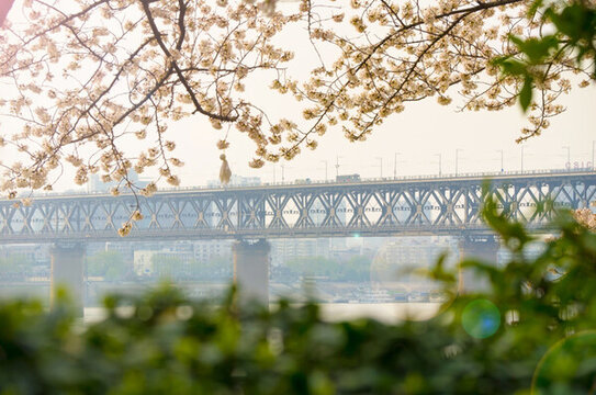 初春櫻花園