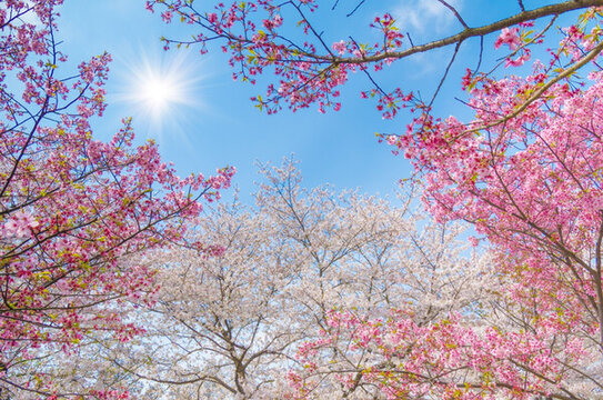 初春櫻花園