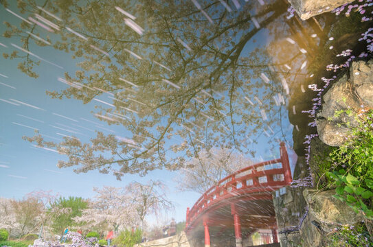 初春櫻花園