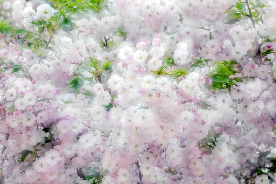 櫻花
