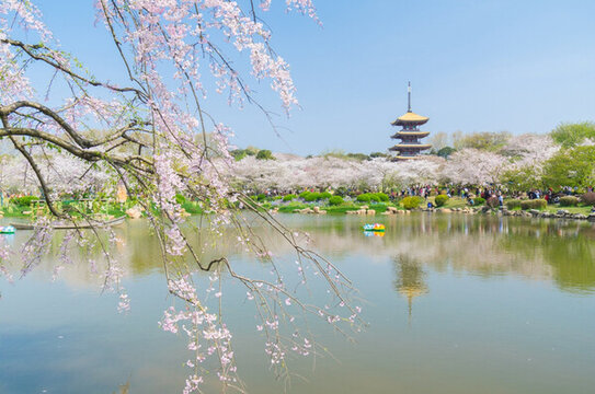 初春櫻花園