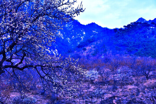 春暖花開