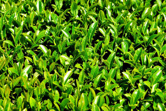 茶葉 嫩芽 茶葉嫩芽 茶園 茶