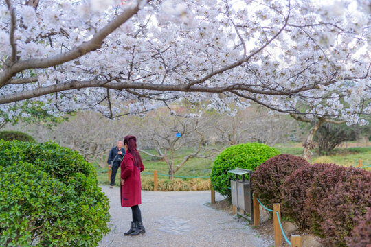 濟(jì)南泉城公園的櫻花樹 （2）