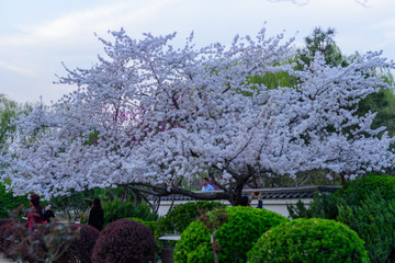 济南泉城公园的樱花树 （5）