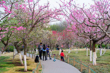 泉城公園碧桃園 （3）