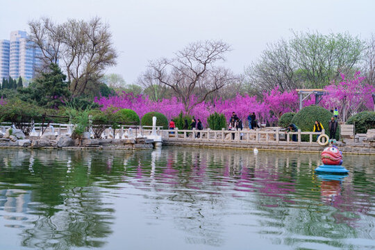 紫荊 （5）