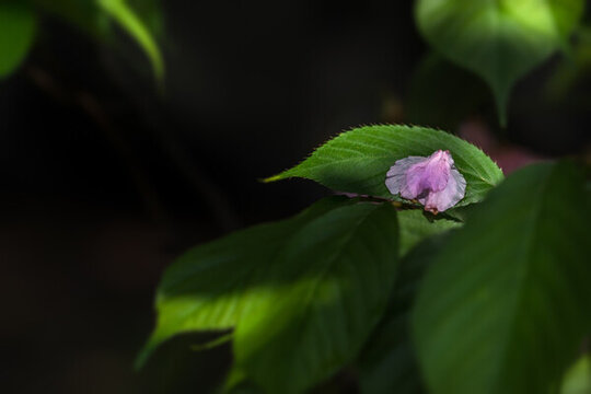 櫻花花瓣