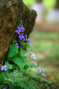 紫色小花野花