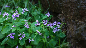 紫色小花野花