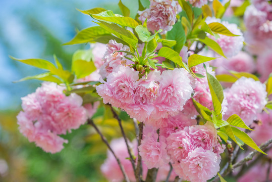 菊櫻