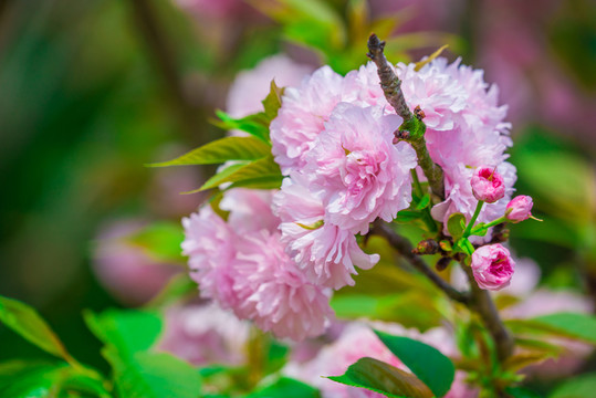 櫻花素材