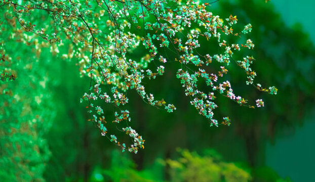 唯美花卉