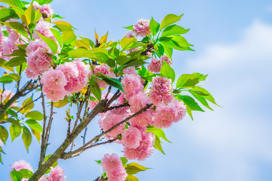 櫻花 雛菊櫻 菊櫻