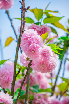 櫻花 雛菊櫻 菊櫻