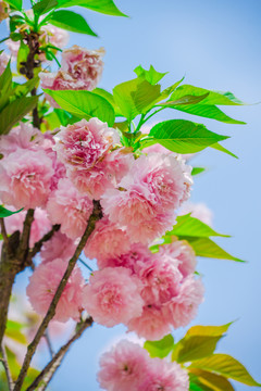重瓣櫻花 八重櫻