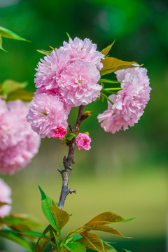 櫻花