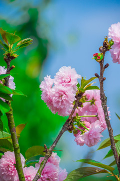 櫻花