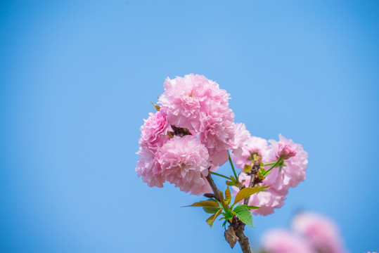 櫻花樹