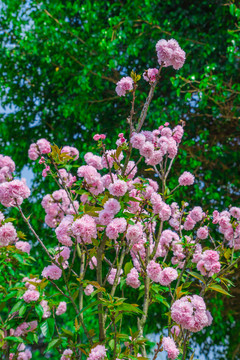 櫻花樹