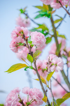 櫻花燦爛