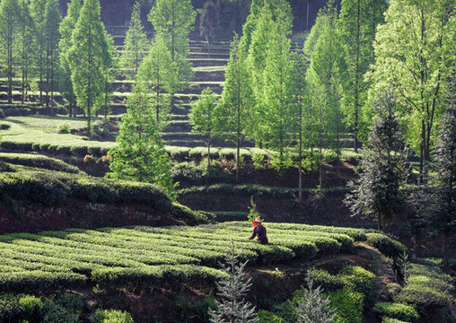 茶山